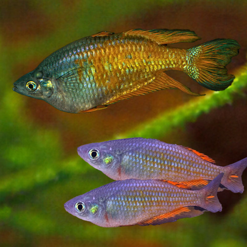 Parkinsoni Rainbow (Pair)
