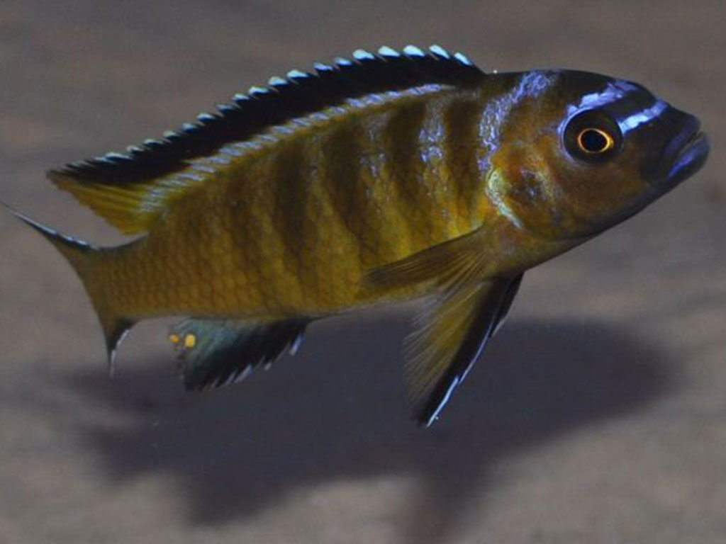 Pseudotropheus Elongatus Usisya