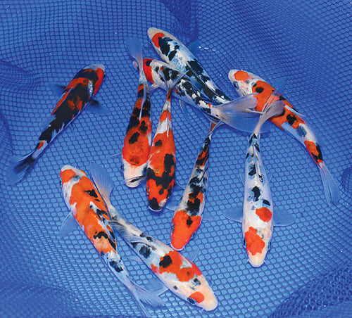 Koi Carp Multi Colour 5inch (Pair)