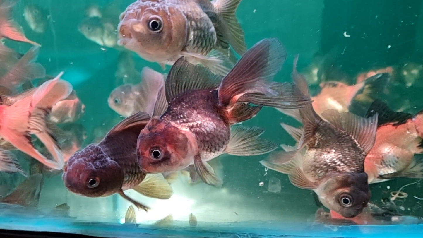 Oranda Goldfish Medium (Pair)