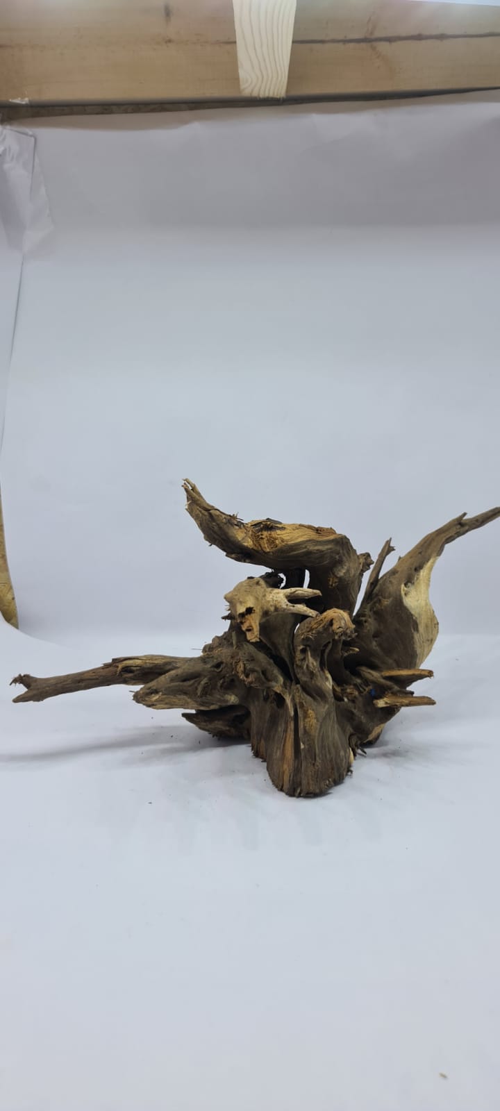 Ancient horn Driftwood (M) DWHM1