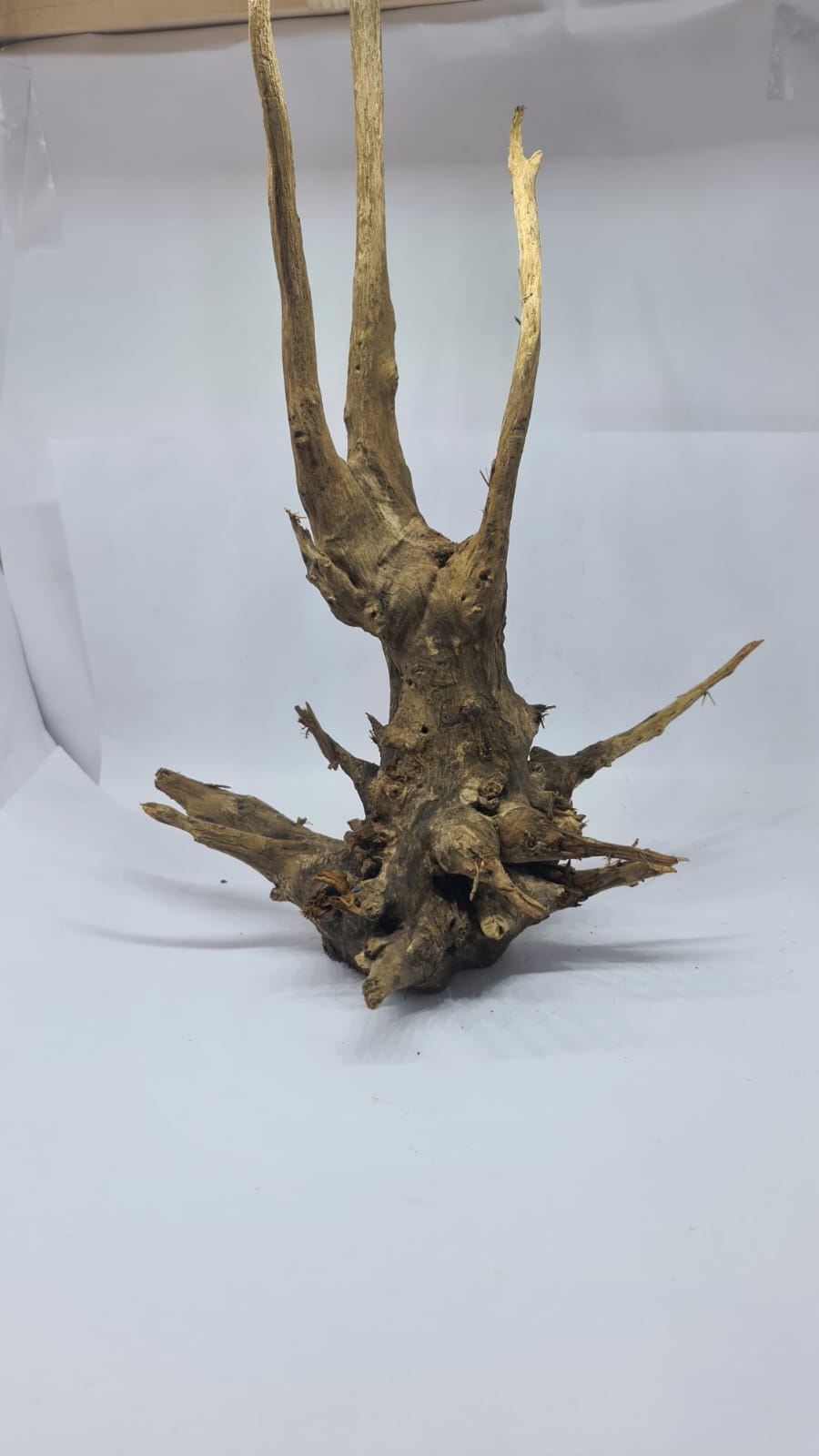 Ancient horn Driftwood (L) DWHL9