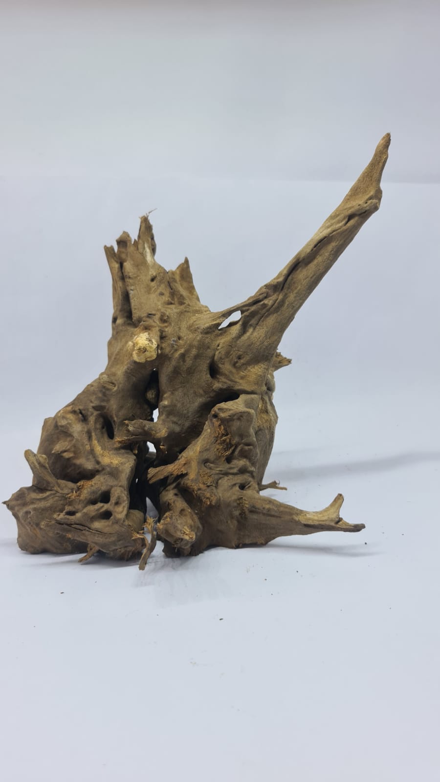 Ancient horn Driftwood (L) DWHL10