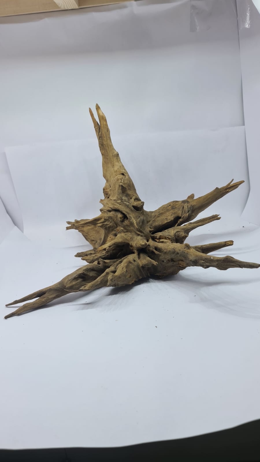 Ancient horn Driftwood (XL) DWHXL4