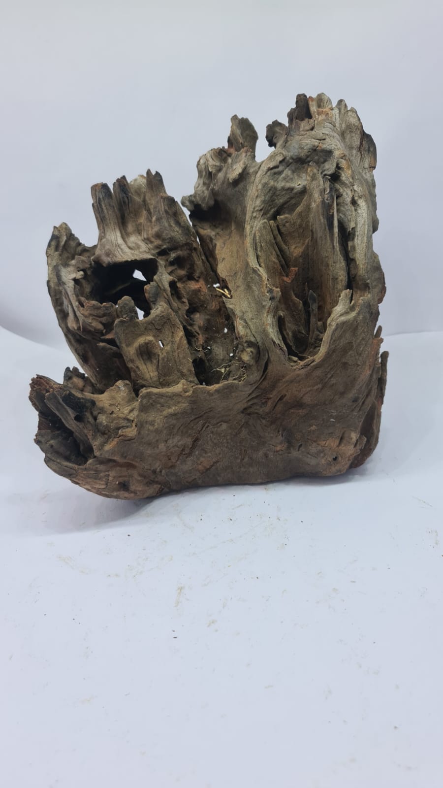 Robbers Cave Driftwood DWCL5