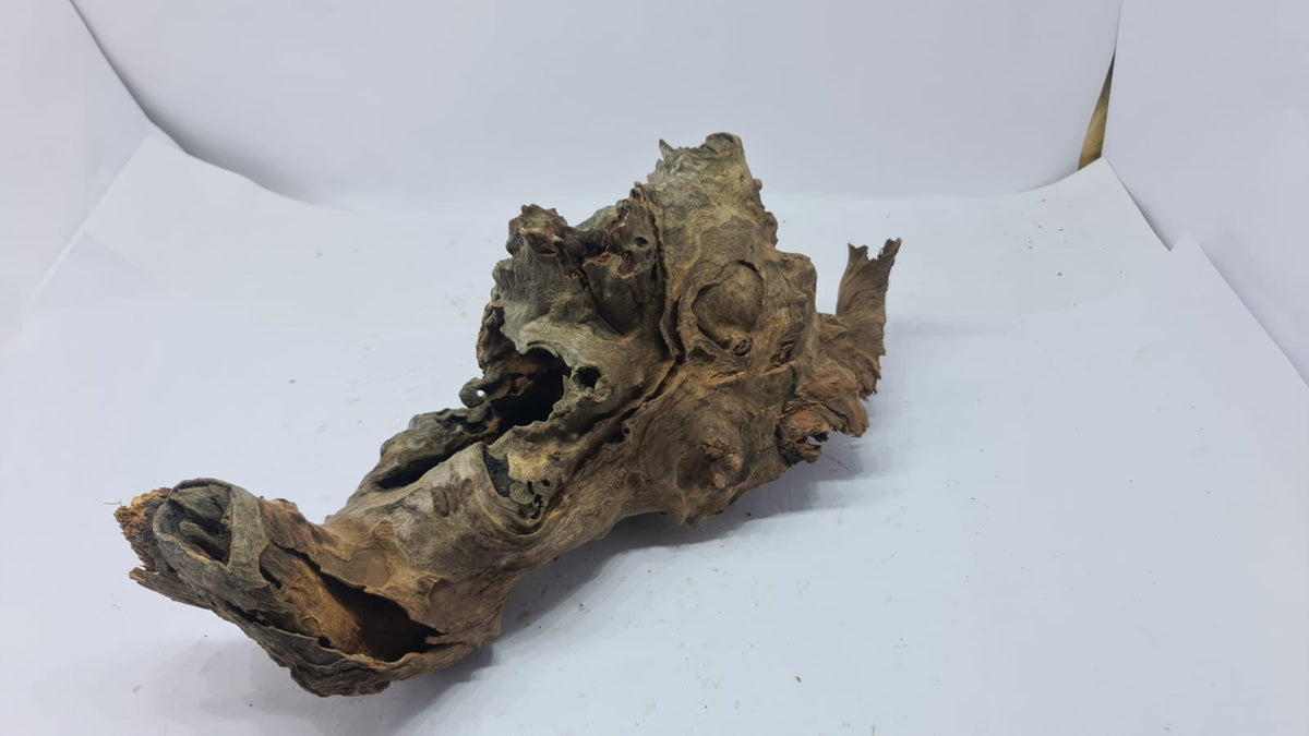 Robbers Cave Driftwood DWCM2
