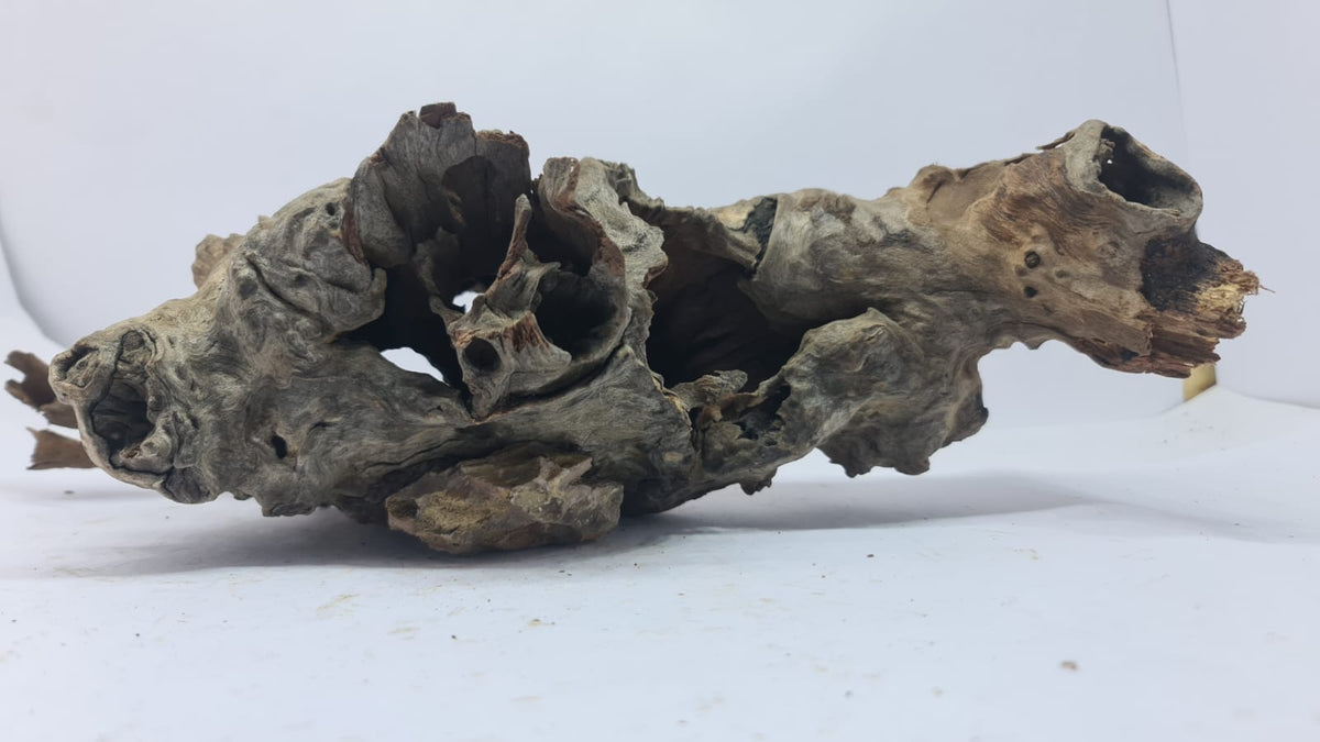 Robbers Cave Driftwood DWCM2