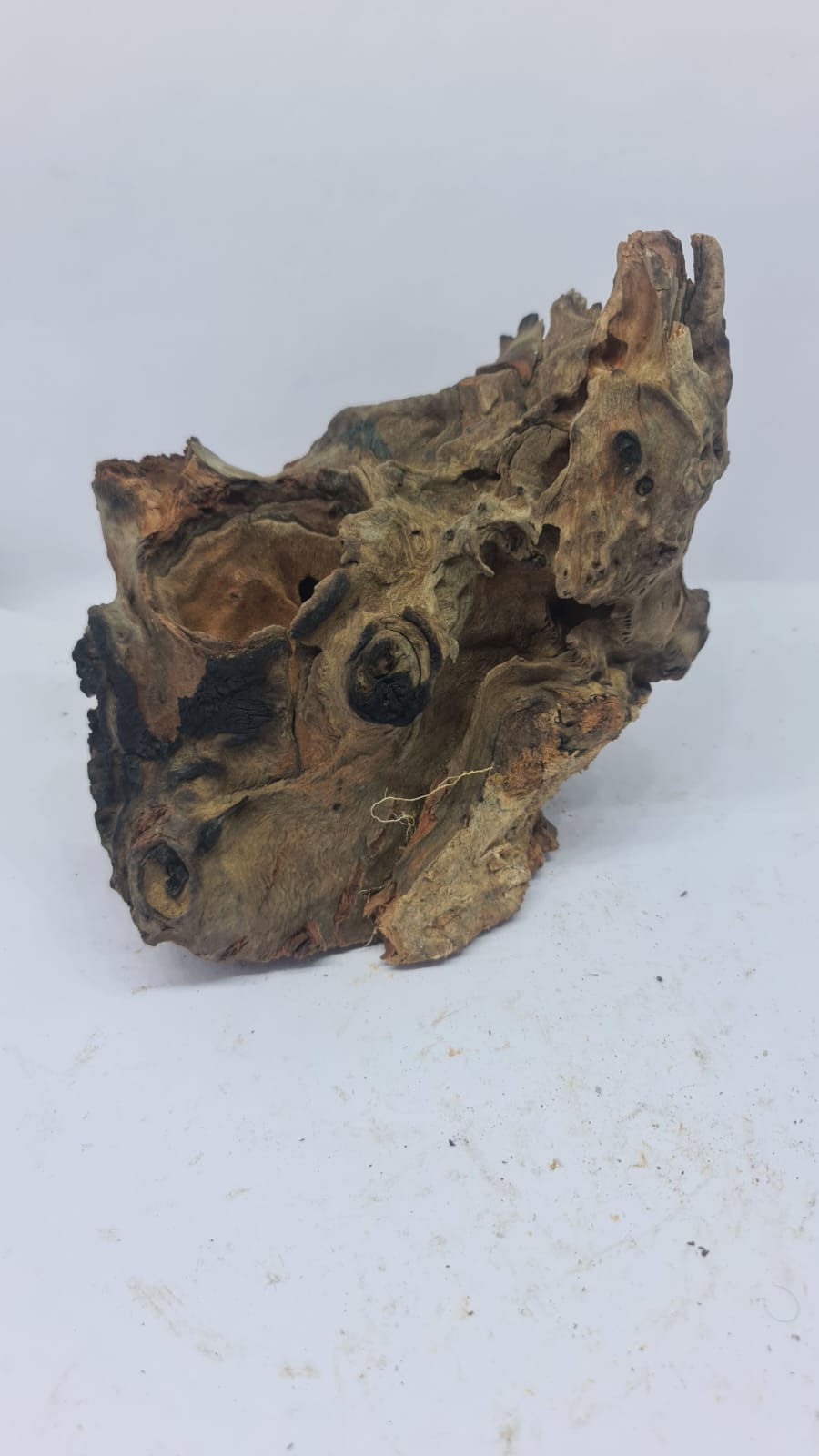 Robbers Cave Driftwood DWCM6