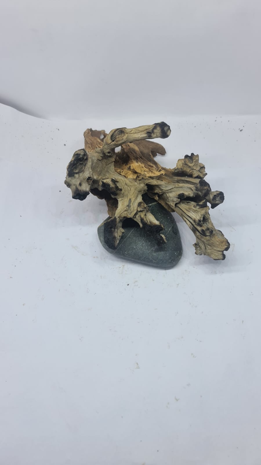 Robbers Cave Driftwood DWCM12