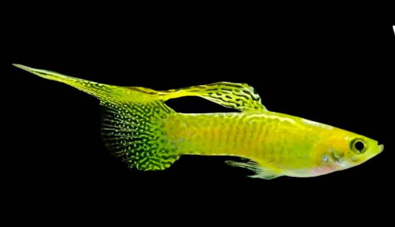 Yellow Lace Top Sword Guppy (Male)