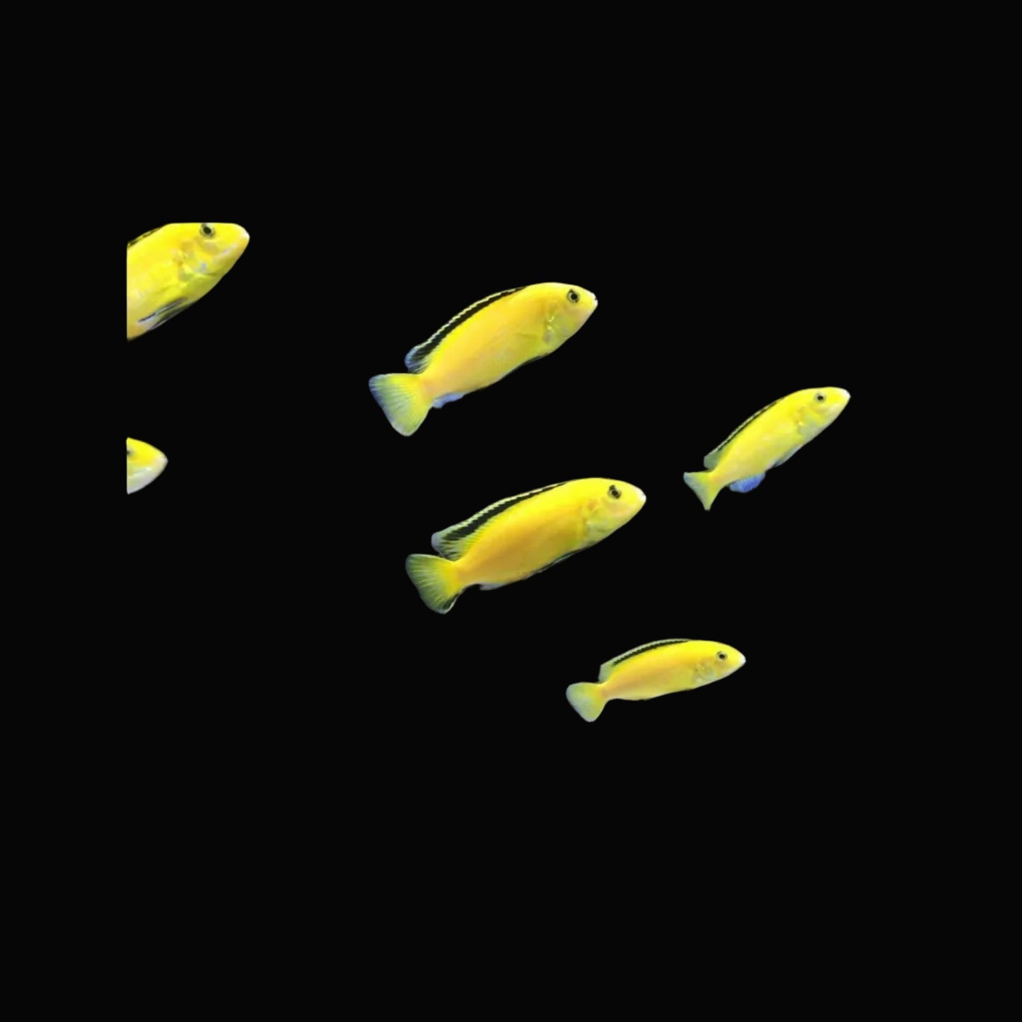 Yellow Lab / Labidochromis caeruleus 2"