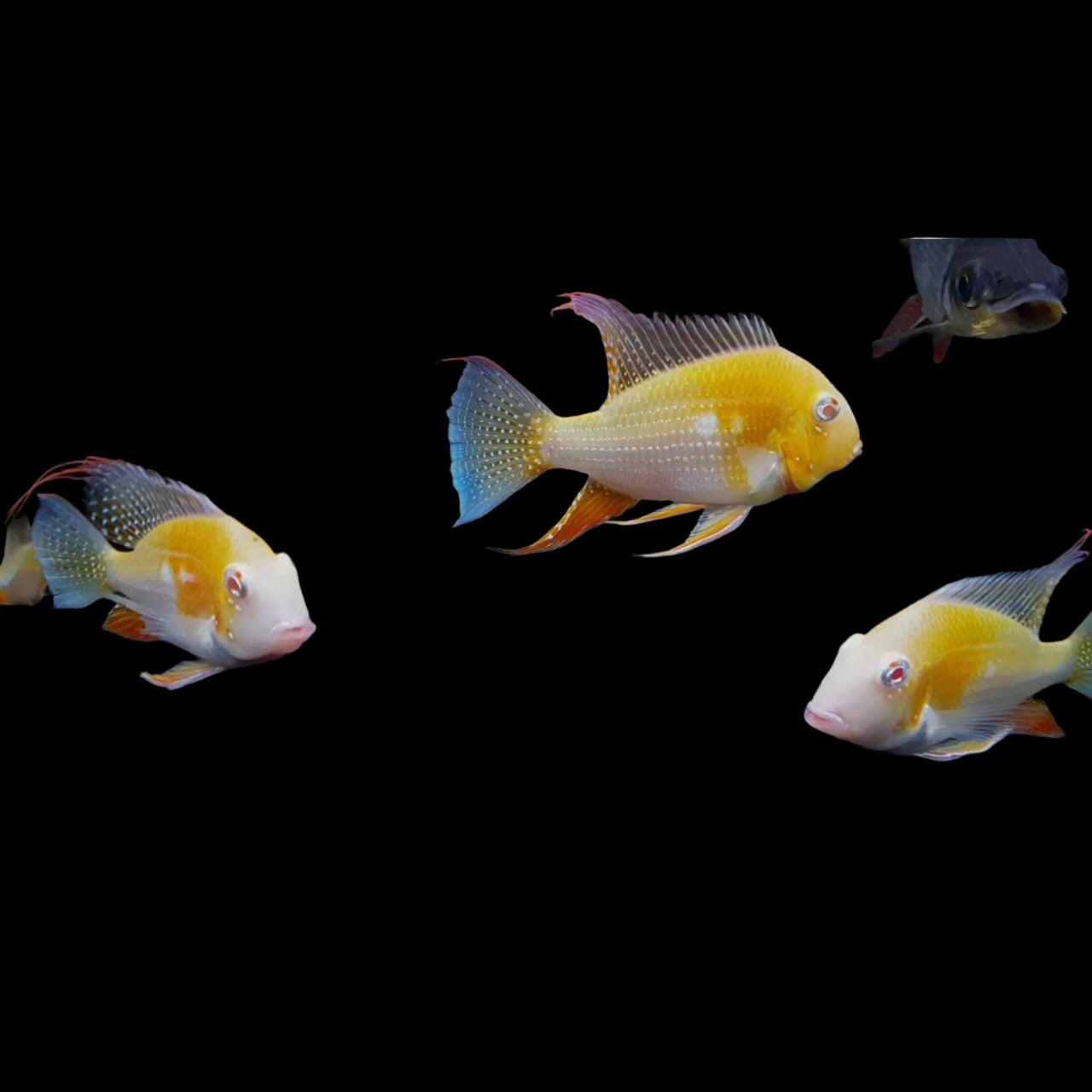 Albino Heckelii 1.75"-2"