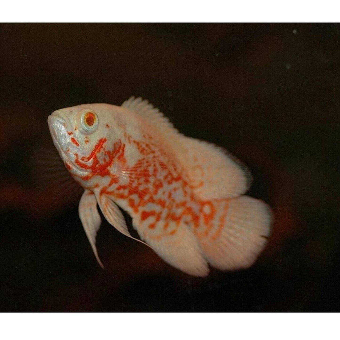 Albino Oscar Import 2.5" (Pair)