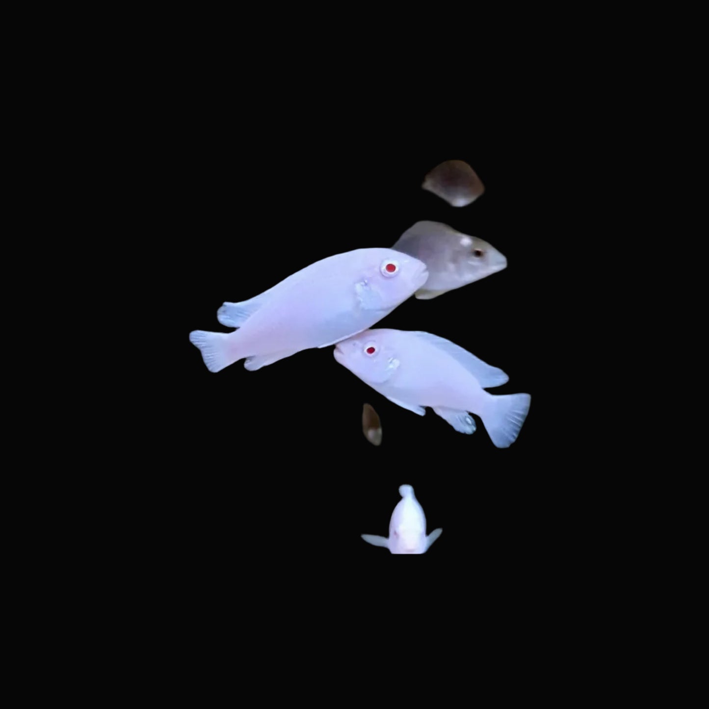 Snow White Cichlid / Pseudotropheus socolofi albino 2.5"-3"
