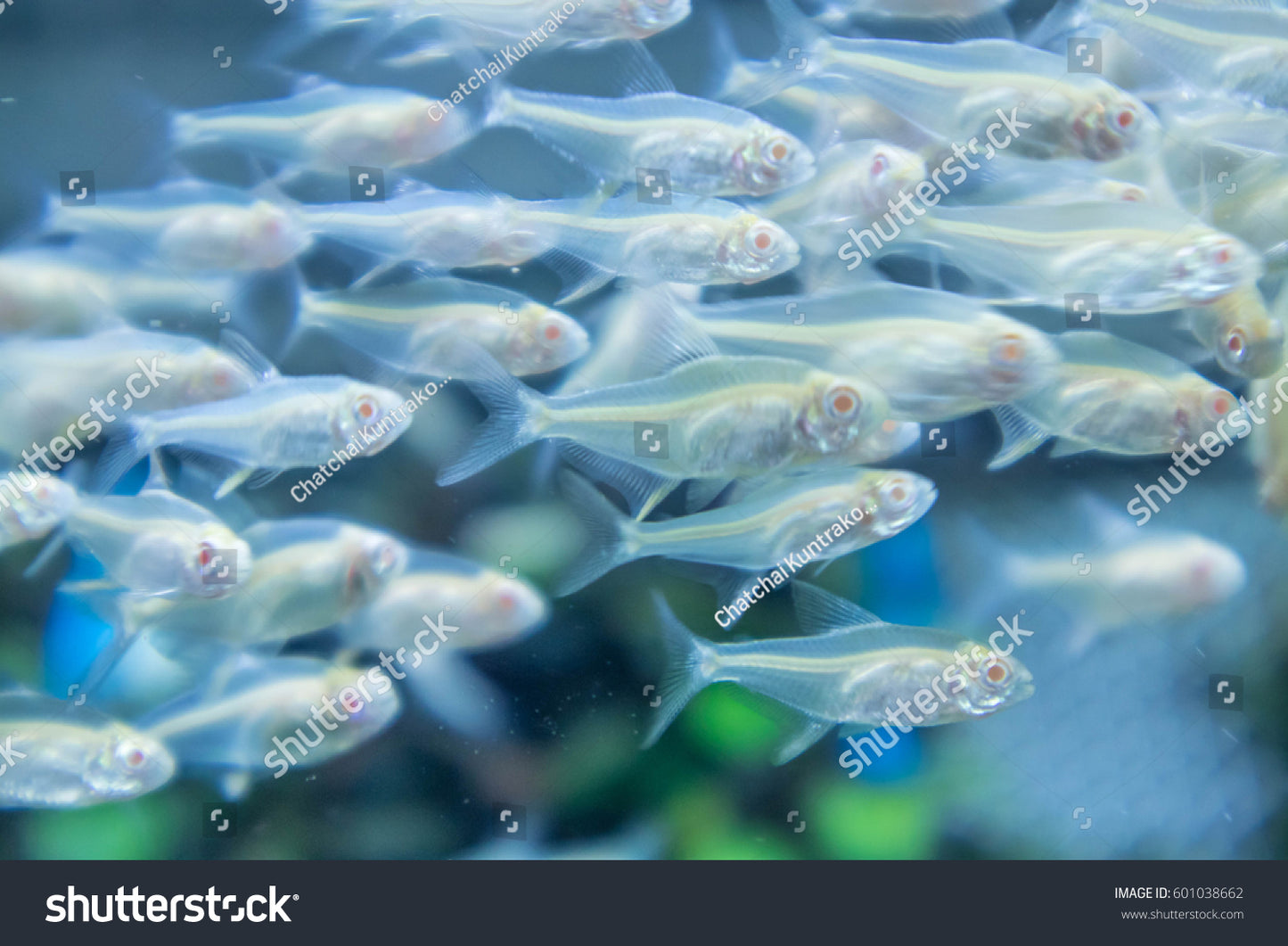 Albino Lemon Tetra (Pair)