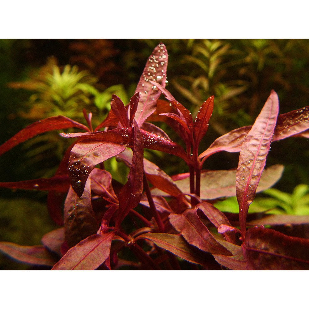 Alternanthera sessilis
