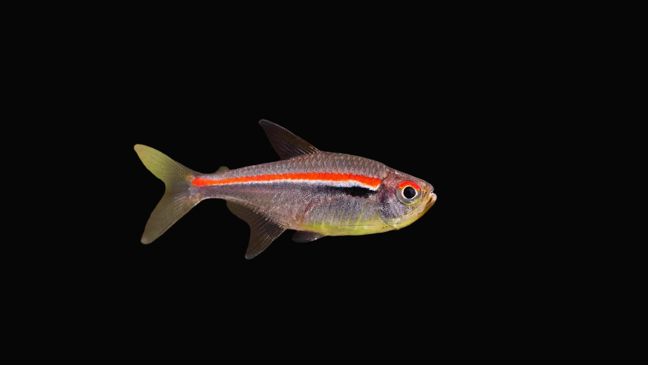 Amapa Tetra