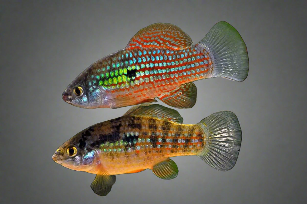 American Flag Fish