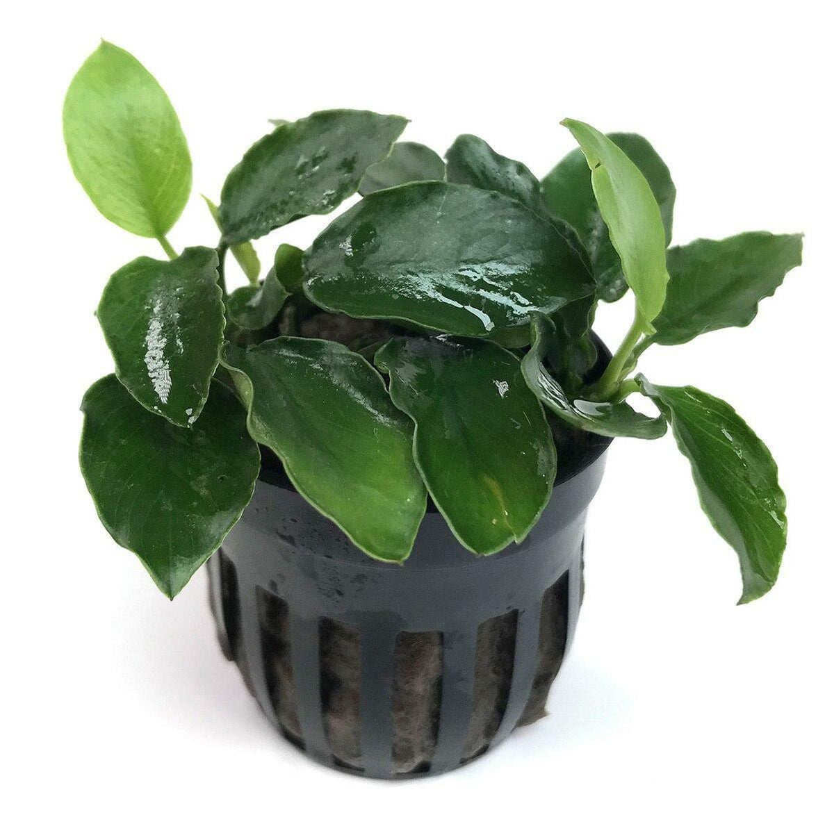 anubias nana "Long Wavy" (Pot)