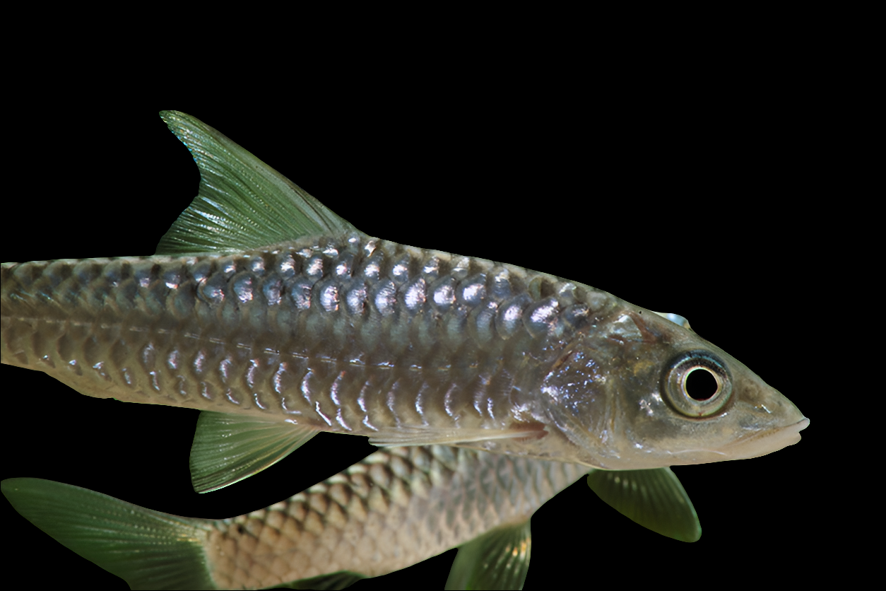 Golden mahseer 6"