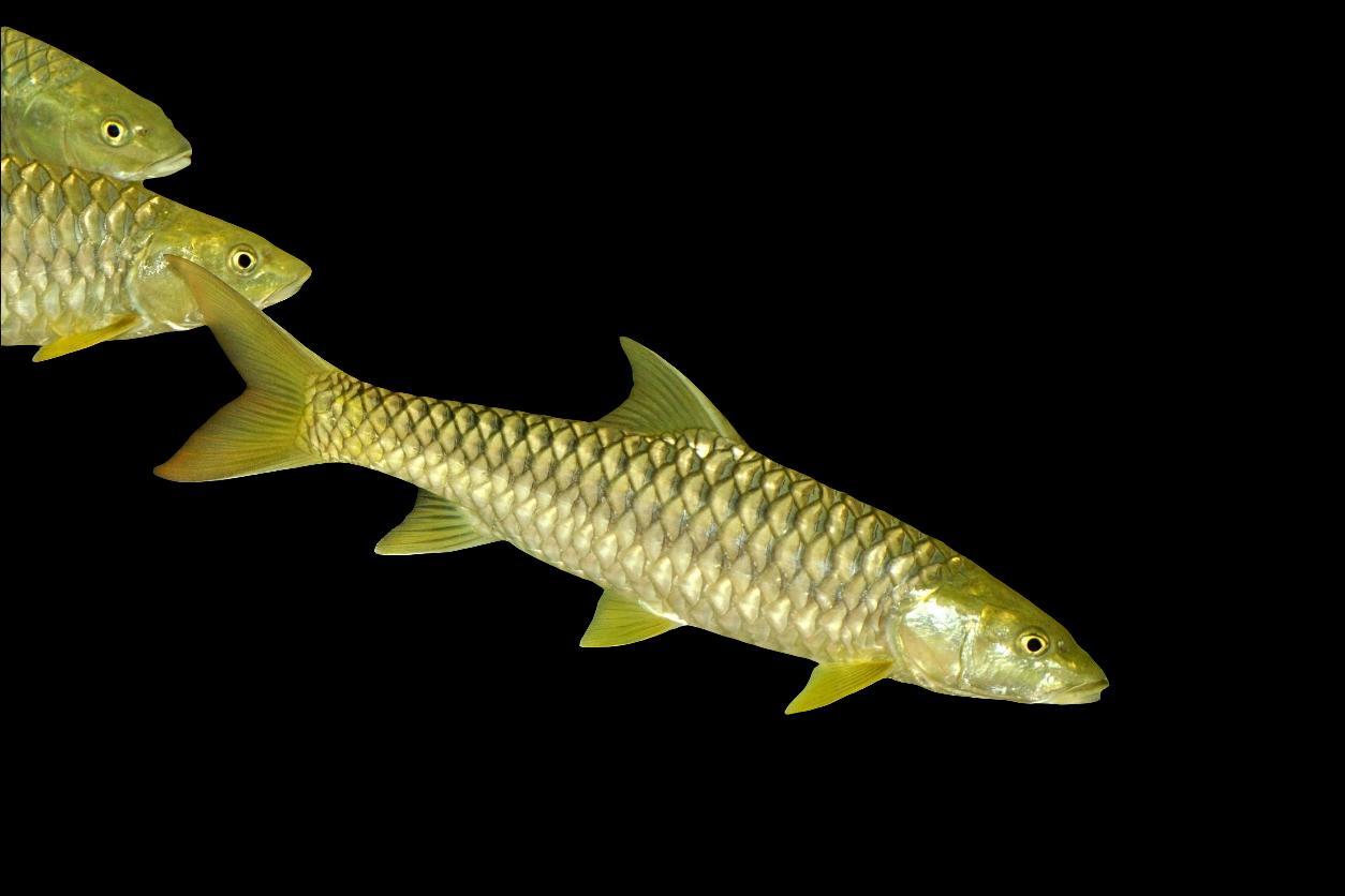 Golden mahseer 6"