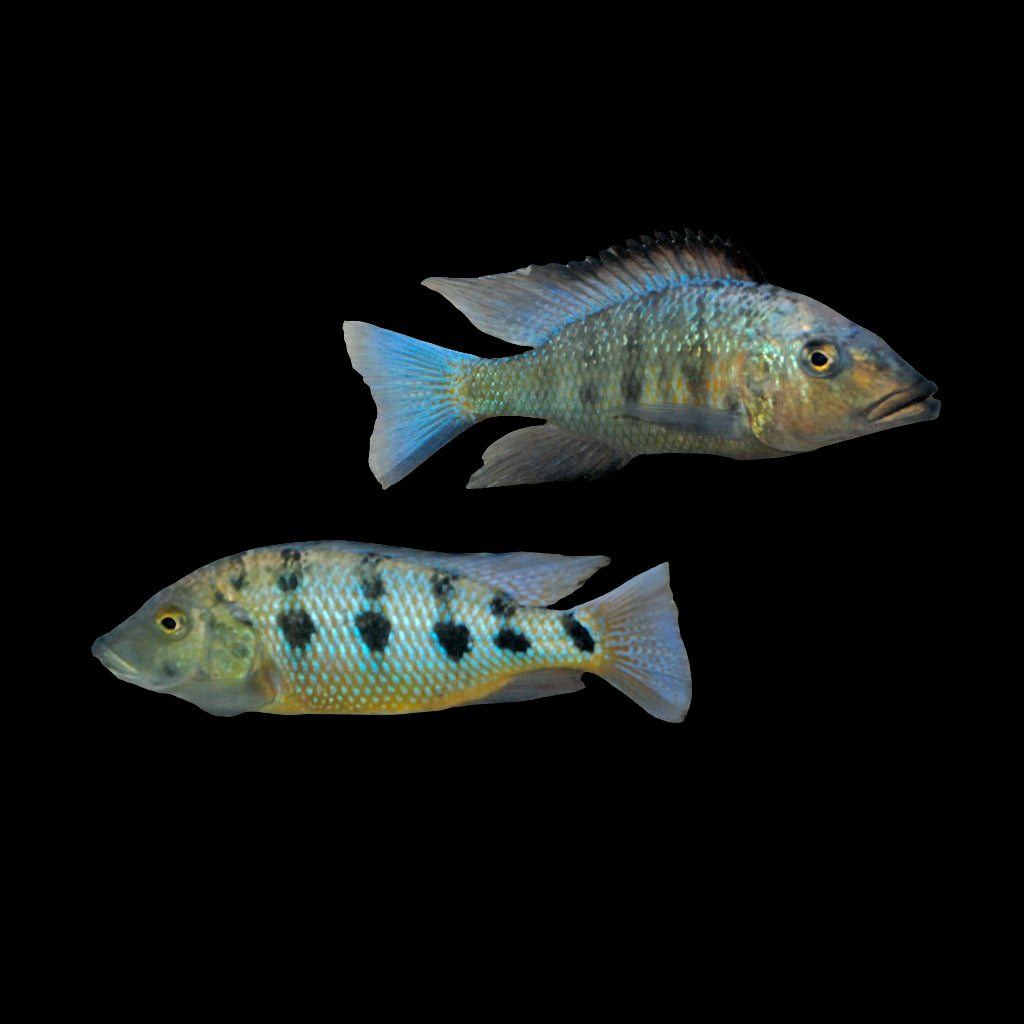 Sand Digger Cichlid / Fossorochromis rostratus 3"+