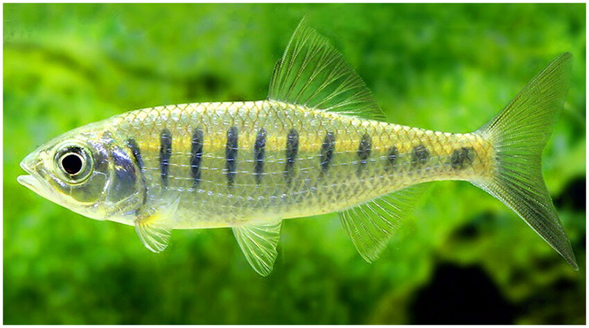 Banded Trout