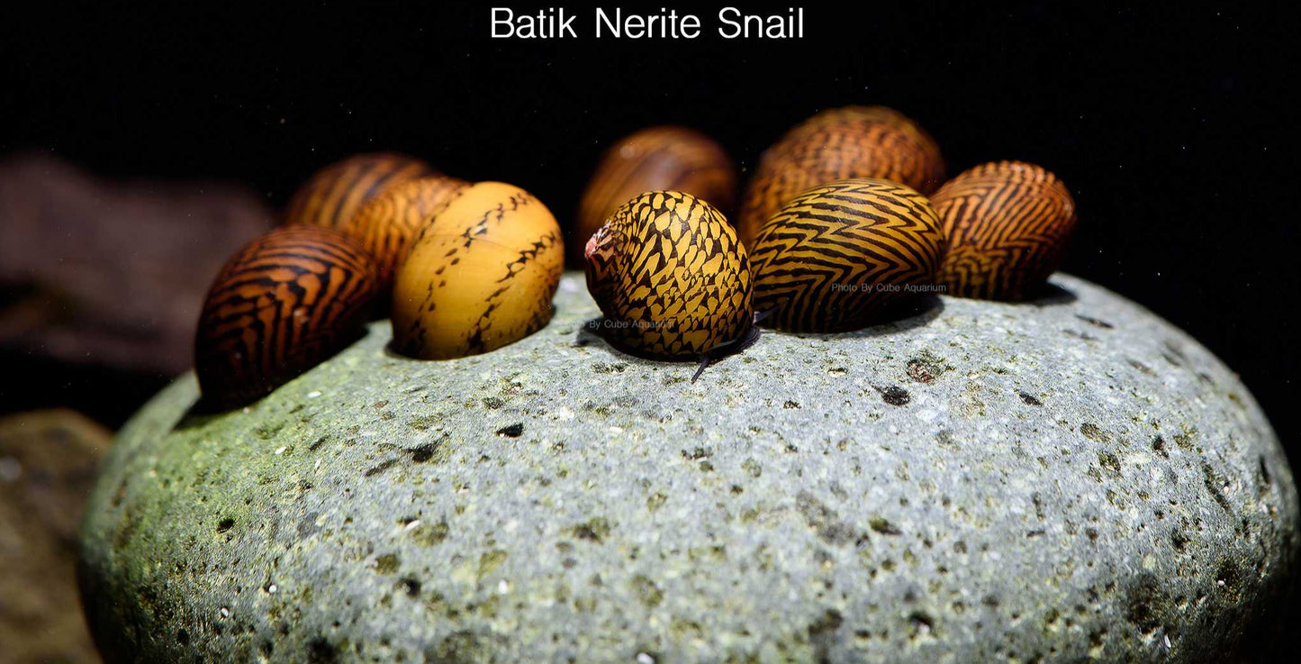 Batik Snail Nerite Snail