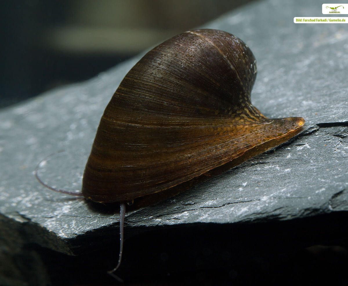 Batman Nerite Snail