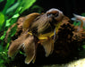 Black Oranda Medium (Pair)