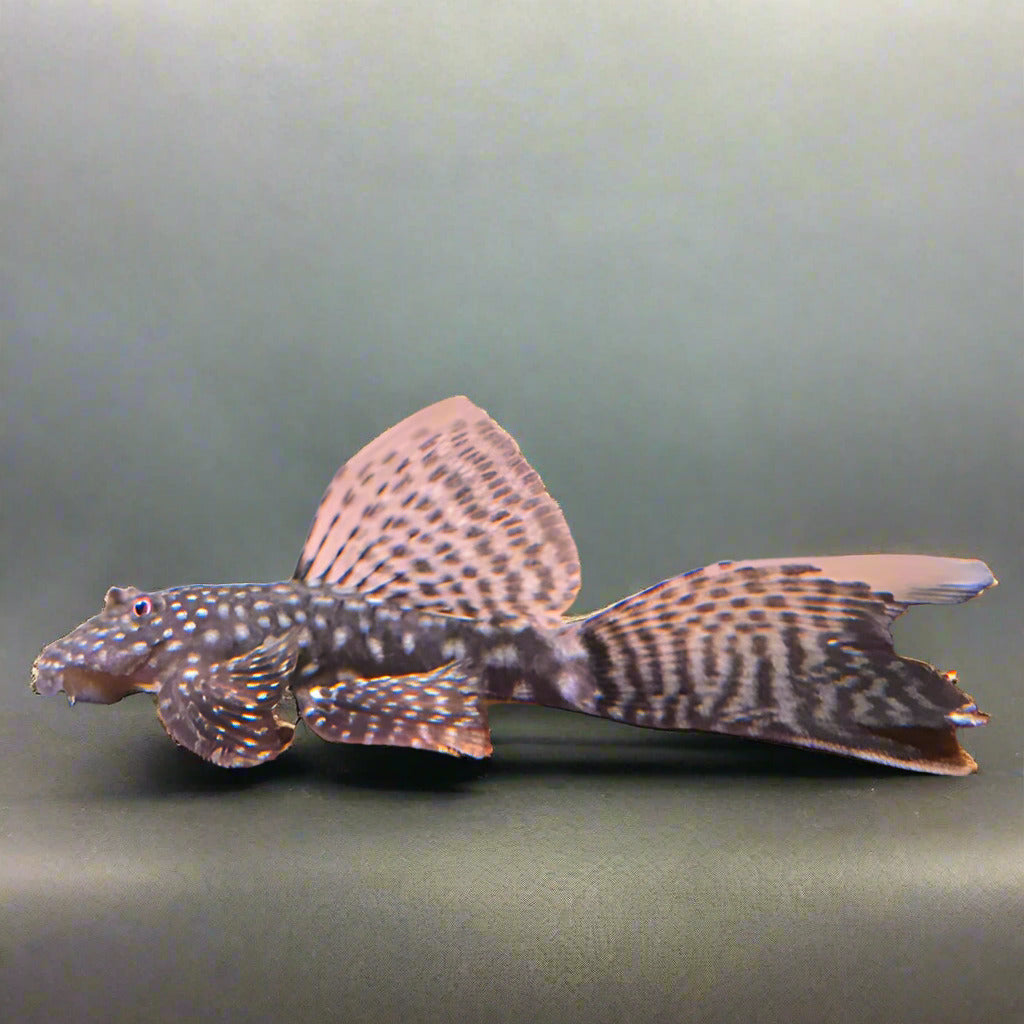 Black Veil Tail Bristlenose 1.5-1.75inch
