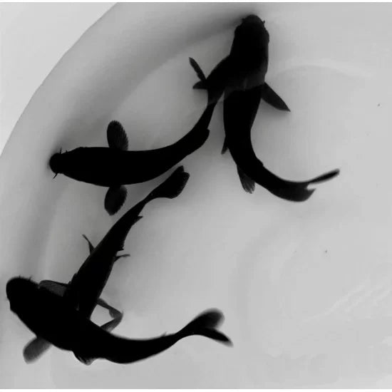 Koi Carp Multi Colour 5inch (Pair)