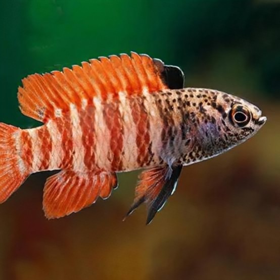 Black Tiger Badis (Pair)