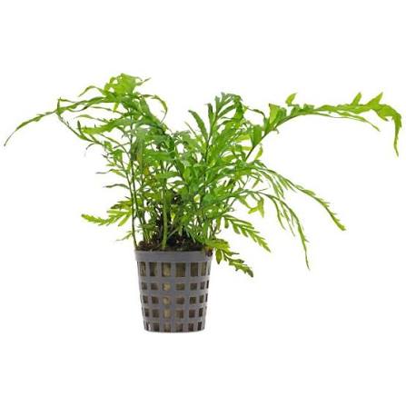 Bolbitis heudelotii African water fern with dark finely cut fronds attached to driftwood