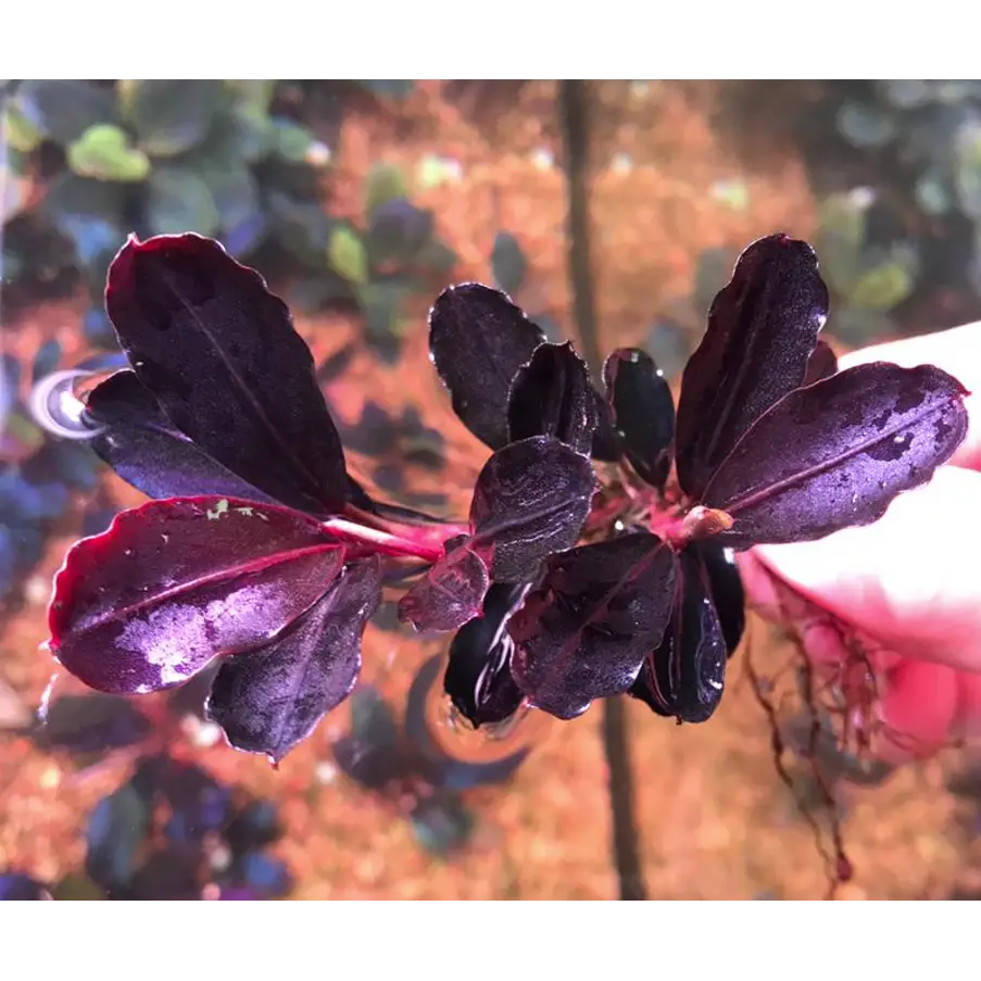 Bucephalandra Helena Rhizome