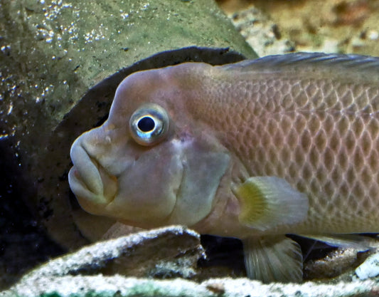 Buffalohead Cichlid 1.25inch (Pair)