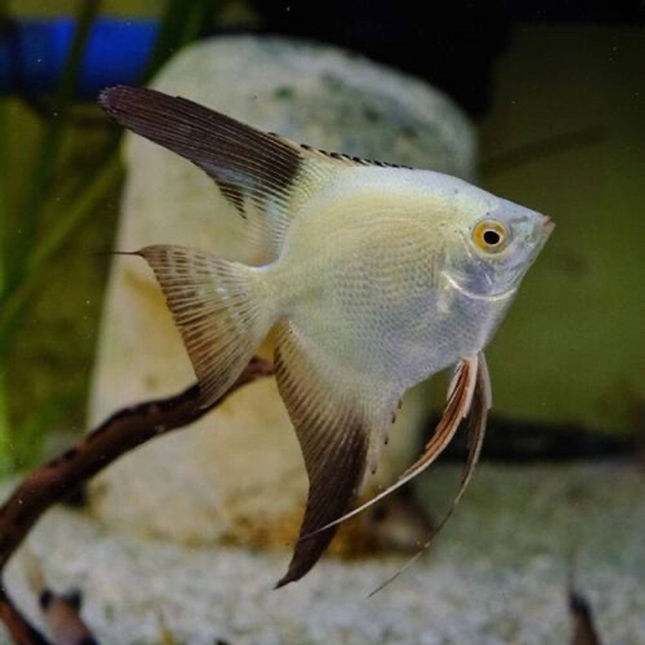 Bulgarian Seal Point Angel Fish