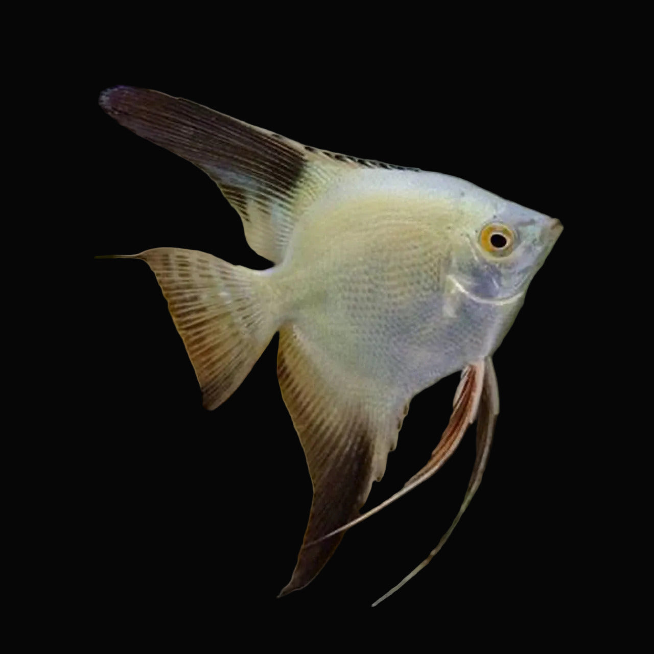 Bulgarian Seal Point Angel Fish (Pair)