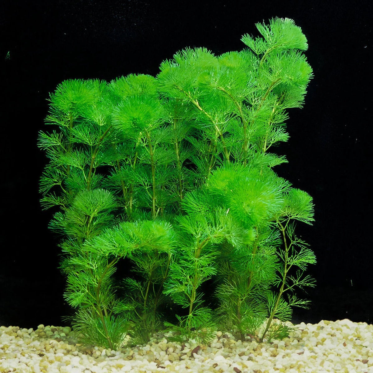 Cabomba caroliniana