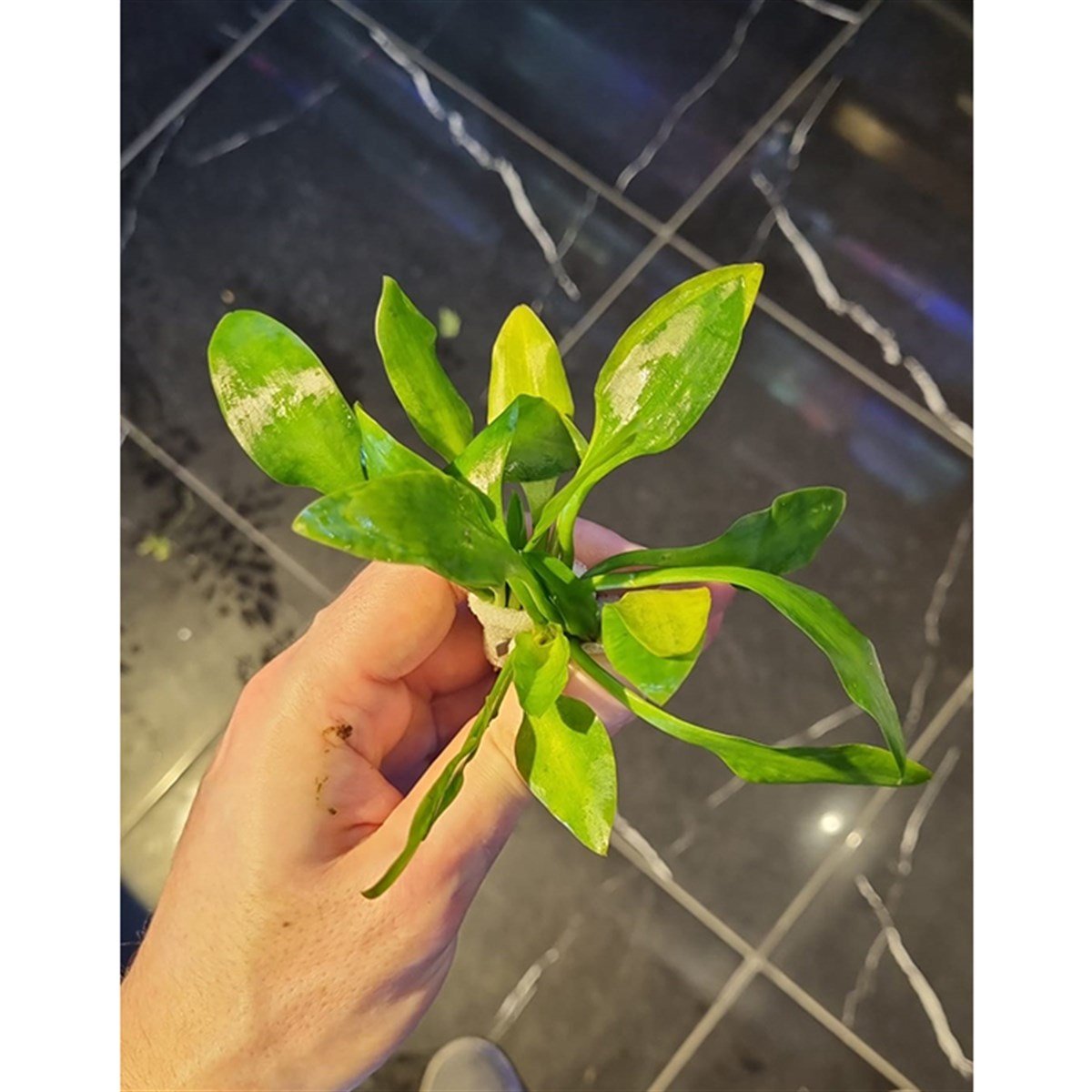 Cryptocoryne lingua