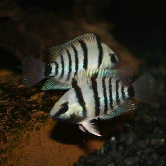 Cutter's Blue Eye Cichlid 2.75inch (Pair)