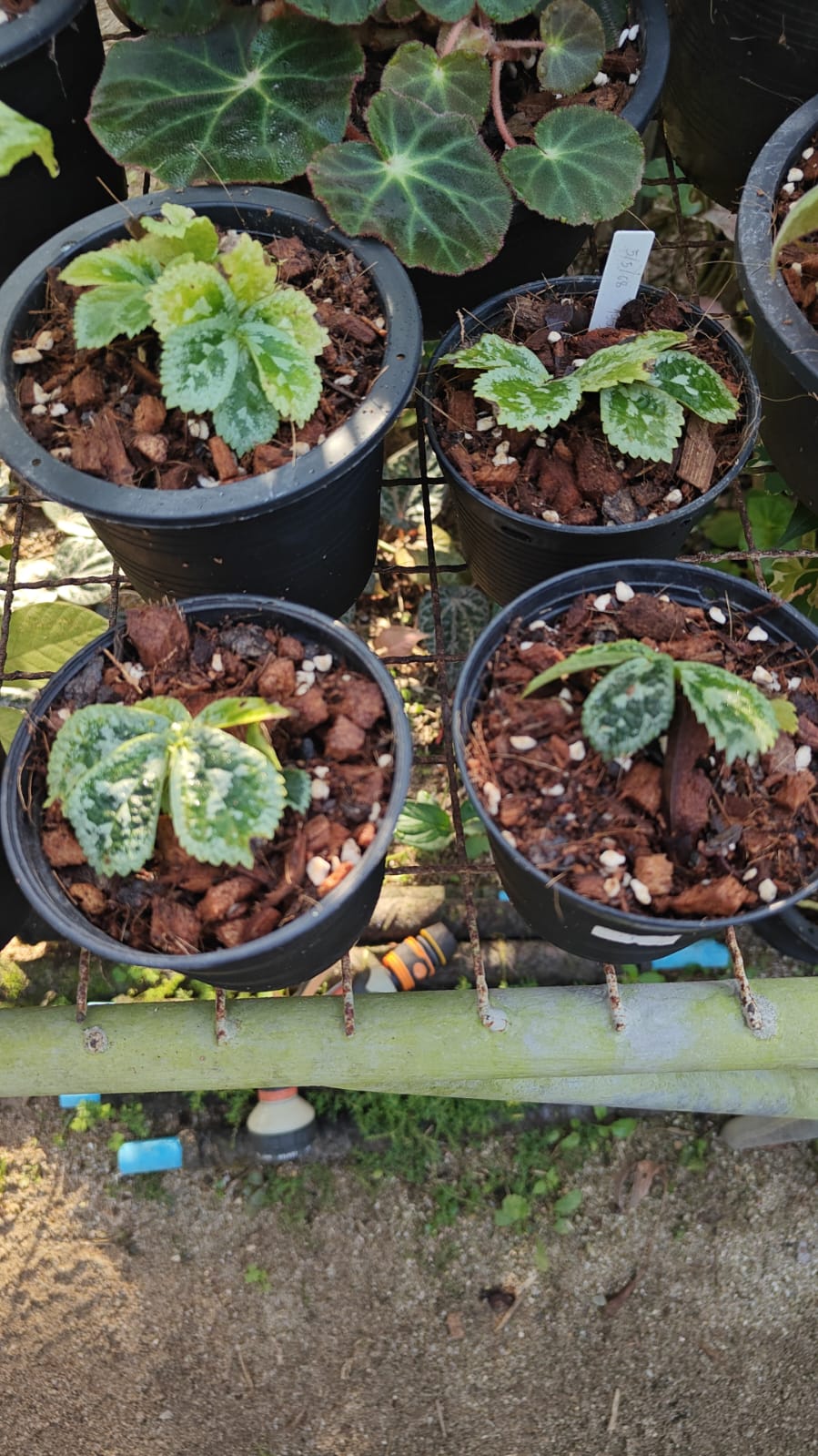 Elatostema sp.