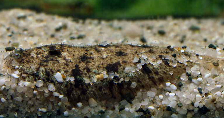 Sole fish 2inch - 4inch