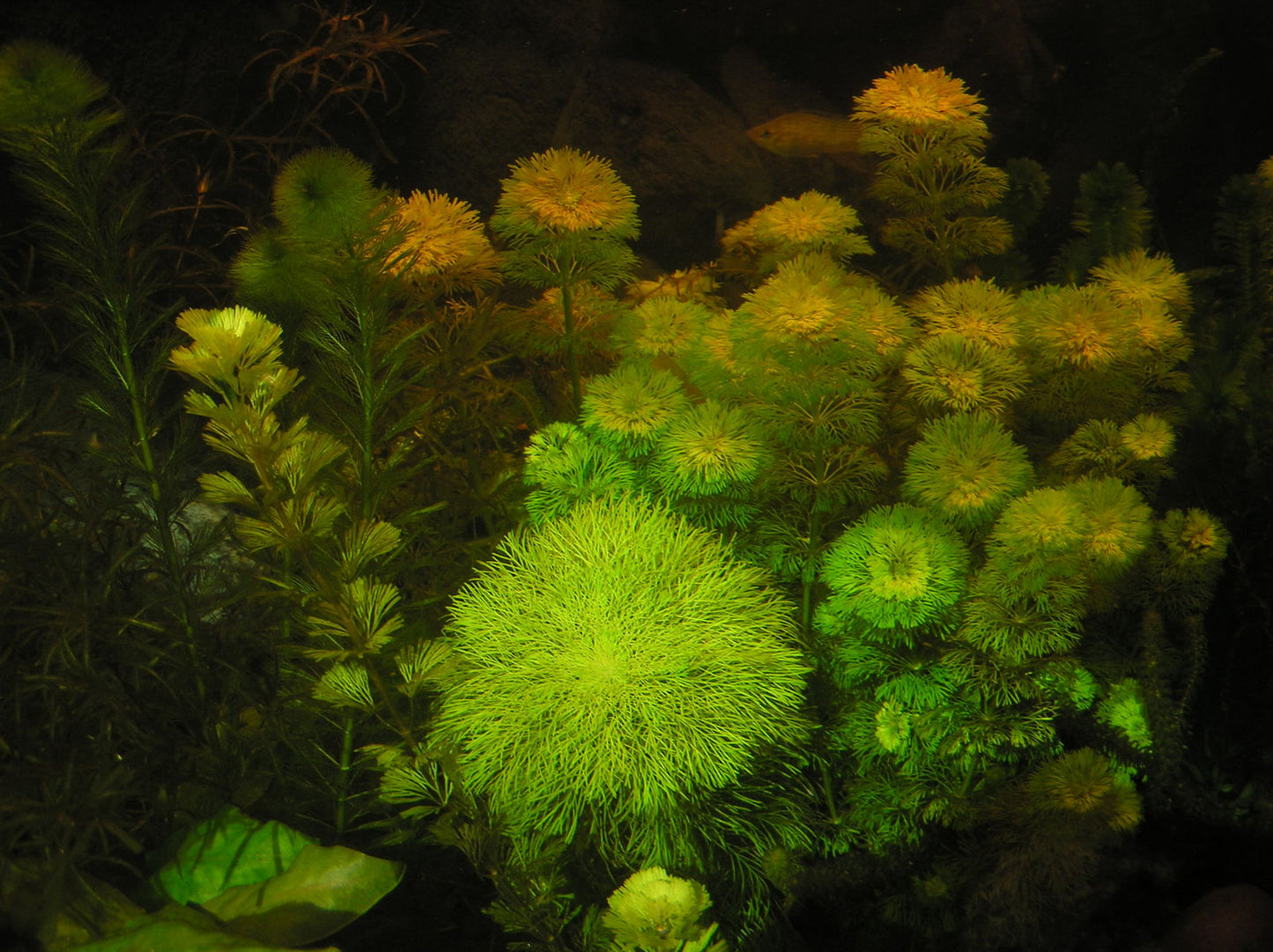 Limnophila sessiliflora
