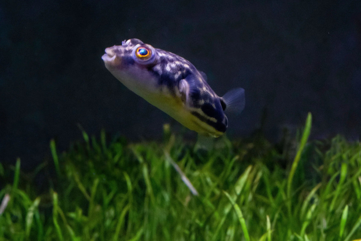 Fahaka Puffer 4inch **Rare**