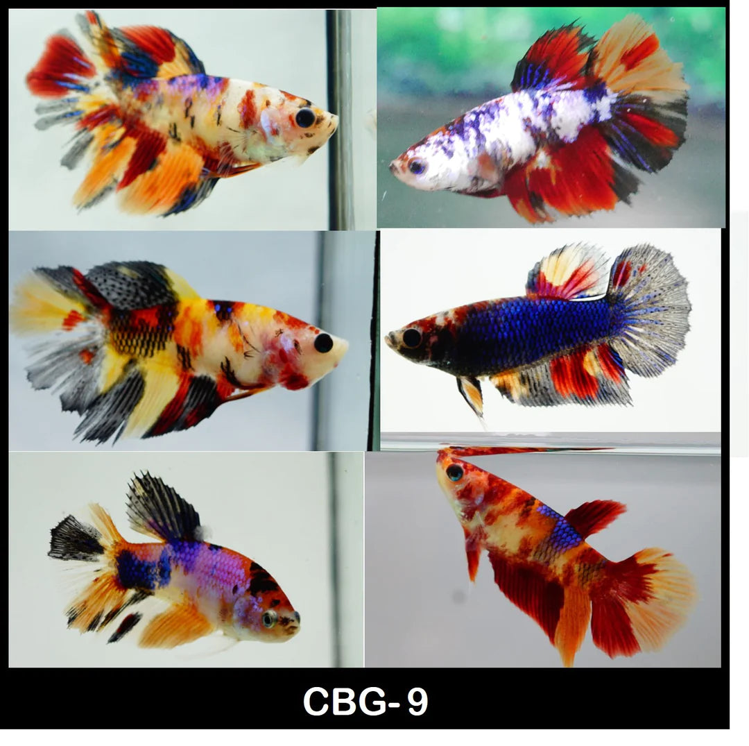 Candy Koi Plakat Female Best4Pets