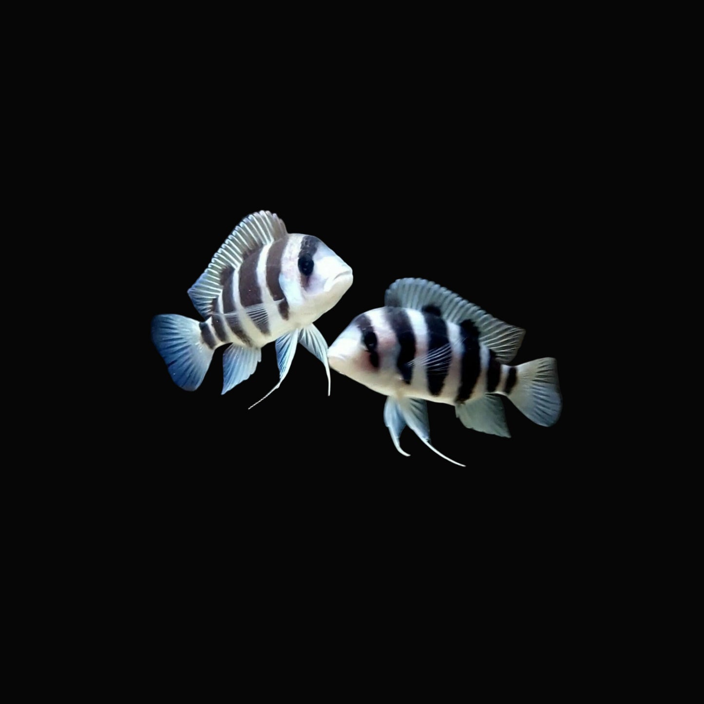 Frontosa Cichlid 1.5inch