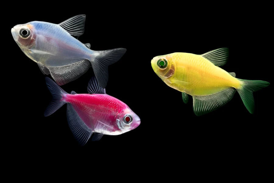 Glow Widow Tetra (Mix Colours) – Best4Pets