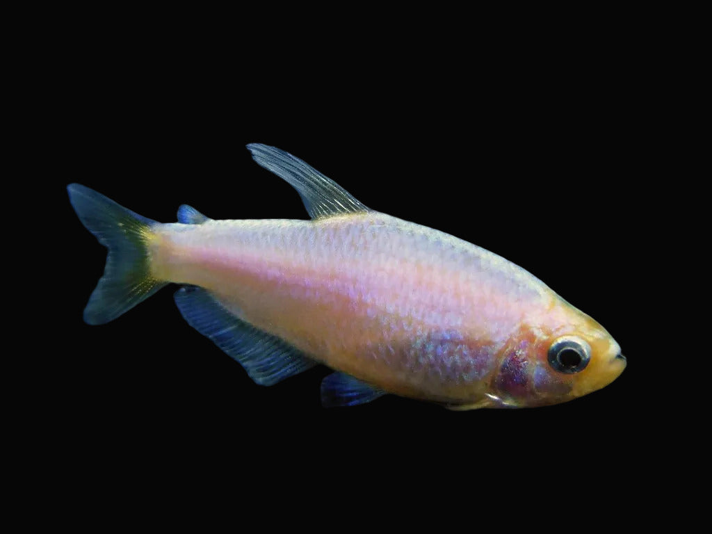 Golden emperor Tetra (Pair)