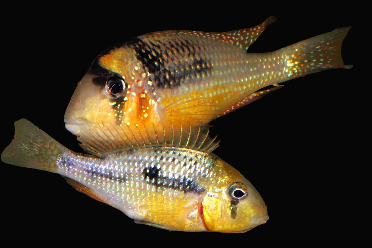 Gymnogeophagus gymnogenys 1.75inch